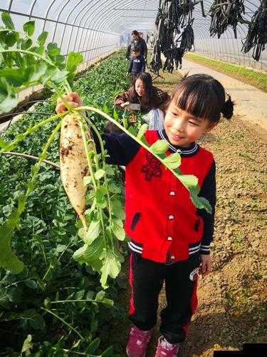 在野外能否用小雨伞拔萝卜？