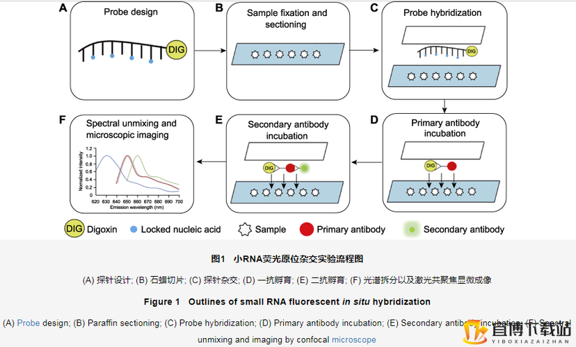 RNA 与 cDNA 杂交：探索基因奥秘的关键技术