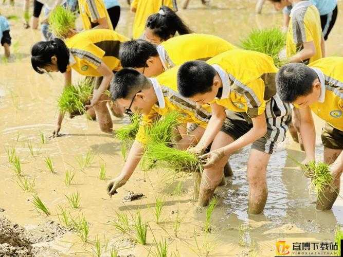 夫妻一百种插秧方法：别样农耕趣味体验