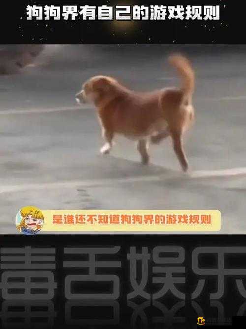 摇摆狗狗这款游戏是否支持中文 中文玩家能否畅玩摇摆狗狗