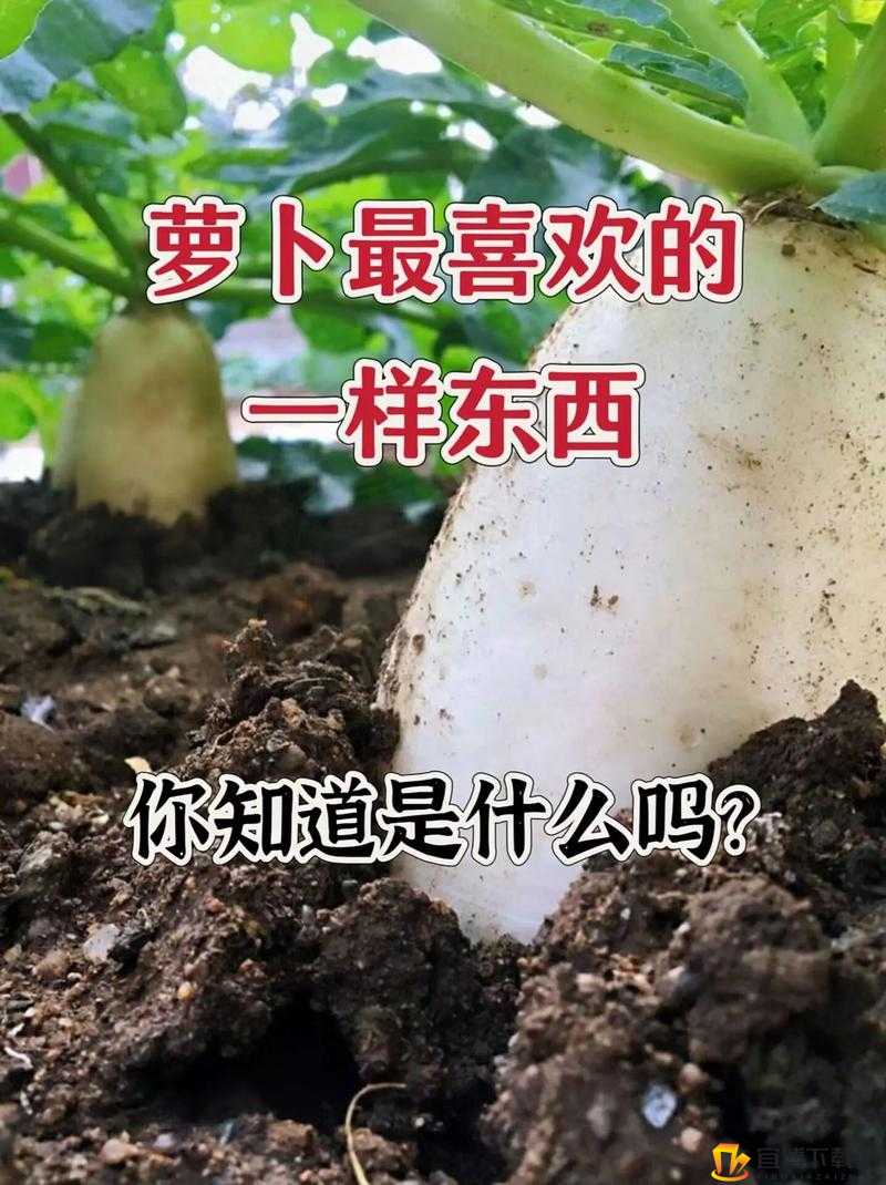 泰国种子：荒野生存的秘密武器——作用与种植技巧分享