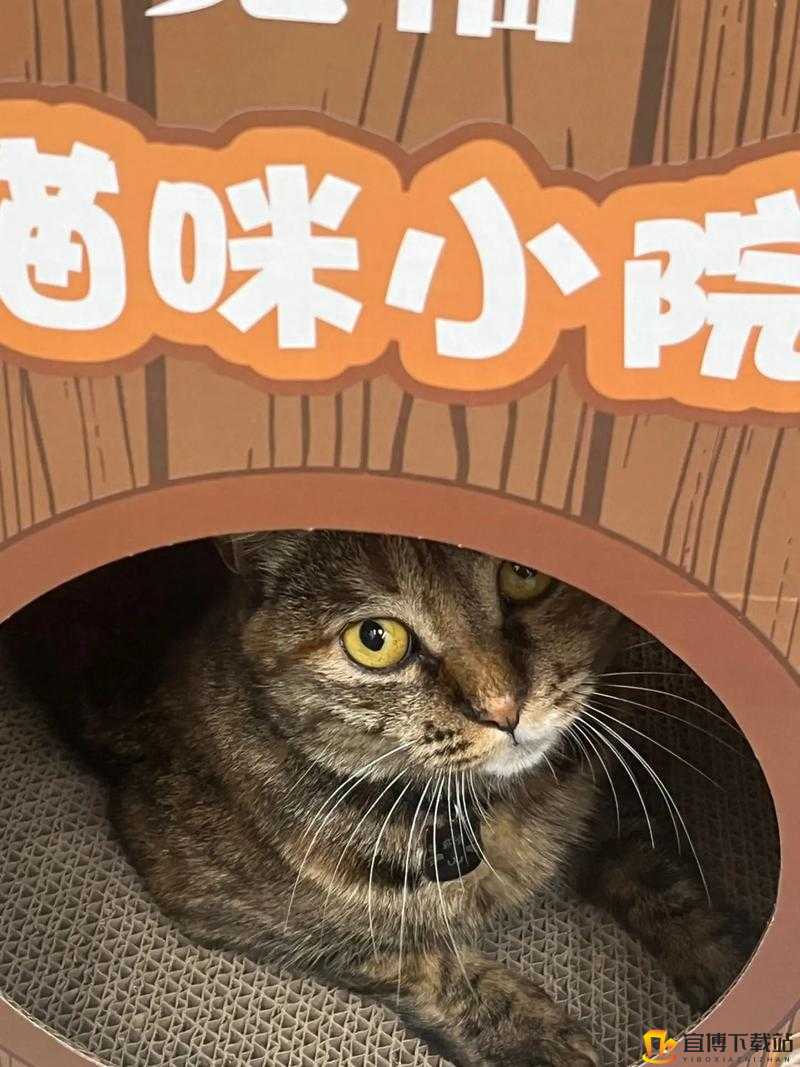 有间猫咪小院电脑版下载及安装教程